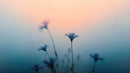 Morning Dew Misty Flower Wallpaper Mural.