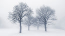Black and White Snow Covered Trees Winter Landscape Wall Mural.
