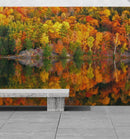 Colorful Autumn Forest Over Lake Wall Mural. Fall Foliage.