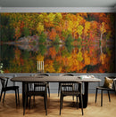 Colorful Autumn Forest Over Lake Wall Mural. Fall Foliage.