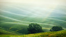 Tuscany Rolling Hills Meadow Wall Mural. Italian Countryside.