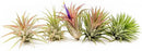 12 Pack Air Plants Ionantha Mexican-Colors and Shape Varies Due to Seasonality-Live Tillandsia Succulent for House Air Plants Holder-Available in Wholesale and Bulk-Easy Care Indoor and Outdoor Plants by GreenHaven Gardens