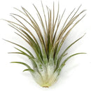 Ionantha Guatemala Tillandsia Air Plant, Guatemala Tillandsia Live Airplant, Healthy Arrival Guaranteed, Great Indoor Plant, Home Decor & Gift (Gold) by GreenHaven Gardens