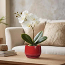 G EPGardening Ceramic Pots for Plants - 4 inch Succulent Pots Indoor Outdoor, Small Planter with Drainage Hole & Tray, Modern Flower Pot, Decorative Round Planter, Living Room Decor, Home Gifts, Red by GreenHaven Gardens
