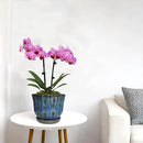 6 inch Round Ceramic Orchid Pot with Holes Orchid Planter (Dark Blue) by GreenHaven Gardens