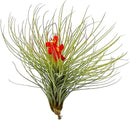 Air Plants - Tillandsia Andreana, Large 4-6" - 2ct - Live Arrival Gauranteed - House Plants for Home Decor & Gift by GreenHaven Gardens