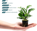 Live Jungle Plants - Anubias Emerald Bloom (Anubias barteri) - Compact Epiphytic Rhizome Plant for Midground Freshwater Aquascapes, Emerald Green Accent - Pot by GreenHaven Gardens