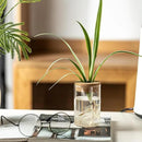 Glass Plant Propagation Stations for Plants – Set of 4(6 Large & 6 Small) Hydroponic Vases for Plant Cuttings,Flower Arrangements, Home & Office Decor–Desktop Vases for Living Room, Bedroom (12)