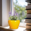 Ceramic Pot for Plants - 6 Inch Plant Pot Glaze Modern Decorative Round Planter with Drainage Hole and Saucer for Home Patio Room Office House Decor, Yellow by GreenHaven Gardens