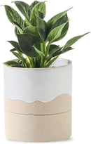 Nihow Self Watering Plant Pot: 4.5 Inch Ceramic Planter with Drainage Hole & Water Storage Plus for Indoor & Outdoor Plants - Cylinder Flower Pot for Herbs/Violets - White & Nature by GreenHaven Gardens