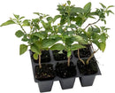 6 Dallas Red Lantana | Live Plants in 2.5-inch Nursery Cubes | Lantana Camara 'Dallas Red' Variety | Hardy Evergreen Perennial Shrub | Fiery Vibrant Blooms for Home & Garden by GreenHaven Gardens