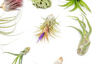 Grab Bag Pack Small & Medium Air Plants - Fertilizer Packet - Wholesale - Bulk - Live Tillandsia - Easy Care House Plant - Succulents, 10 Count (Pack of 1) by GreenHaven Gardens