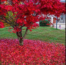 Red Japanese Maple Trees 2-Pack – Live Plants, 2-3 Ft Tall, Stunning Foliage by GreenHaven Gardens