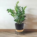 Self Watering Pots for Indoor Plants,12 inch Planters with Drainage Holes Plastic Flower Pots with Deep Reservoir, Black with Brown by CozyNest Decor