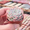 Live Succulent Echeveria 'Red Line Queen', Approx 2-inch Large, Potted Succulents, Fully Rooted, Easy Care House Plants by GreenHaven Gardens
