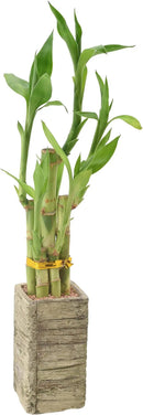 Arcadia Garden Products LV24 5-Stem Lucky Bamboo, Live Indoor Plant in Aged Wood Planter for Home, Work, or Gift, Medium ***Cannot Ship to Hawaii*** by GreenHaven Gardens