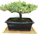 Live Dwarf Juniper Bonsai Tree 15+Years Old | Juniper or Jade Bonsai Tree | Indoor/Outdoor | 100% Handcrafted| Home and Office Décor | Best Gift for Holiday (style4) by GreenHaven Gardens