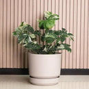 Elly Décor 12 inch Plastic Cylinder Planter Pot with Self-Watering Saucer and Drainage Hole,Lightweight & Extremely Durable, 12"x 12", Ivory by GreenHaven Gardens