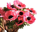 Easy to Grow Anemone Italian Mistral Plus Rosa Shocking - 10 Plant Bulbs, Rose-Pink Flowers in Spring Gardens Full Sun by GreenHaven Gardens