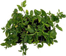 12 Dallas Red Lantana | Live Plants in 2.5-inch Nursery Cubes | Lantana Camara 'Dallas Red' Variety | Hardy Evergreen Perennial Shrub | Fiery Vibrant Blooms for Home & Garden by GreenHaven Gardens
