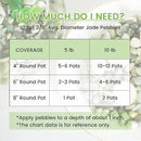 SIDONG 10 LB Jade Pebbles, 2/5 Inch Natural Decorative Polished Jade Stones, Jade River Rocks for Succulents, Cactus, Vases, Indoor Plants, Garden Landscaping, Bamboo by GreenHaven Gardens
