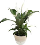 Costa Farms Spathiphyllum Peace Lily Live Indoor Plant in in Premium Scheurich Ceramic Planter, 15-Inch by GreenHaven Gardens