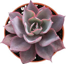 4-inch Succulent Echeveria Afterglow, Live Succulents Plants Fully Rooted in Pots with Soil, Easy-Care House Plants for DIY, Home Office Decoration by GreenHaven Gardens