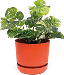 Elly Décor 8 inch Plastic Cylinder Planter Pot with Self-Watering Saucer and Drainage Hole,Lightweight & Extremely Durable, 8"x 8", Terracotta by CozyNest Decor