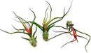 Air Plants - Flowering Tillandsia Bulbosa Guatemala, Large 3-5" - 3ct - Live Arrival Guaranteed - House Plants for Home Decor & Gift by GreenHaven Gardens