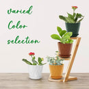 4 inch Plant Pots, 5 Pack Flower Pots Outdoor Indoor, Planters with Drainage Holes and Tray Saucers（（Multicolor） by GreenHaven Gardens