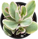 2" Rare Succulent Variegated Money Maker Plant, Live Succulents Plants Fully Rooted in Grower Pots, Unique Gift for Wedding Favor, Party Favor by GreenHaven Gardens