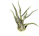 Air Plants - Tillandsia Pruinosa, Large 3-5" - 5ct - Live Arrival Guaranteed - House Plants for Home Decor & Gift by GreenHaven Gardens