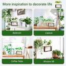 Ivolador Plant Propagation Station Terrariumin Wall Test Tube Vases Bud Tabletop Glass Wooden Stand with 5 Propagation Tubes for Propagating Hydroponic Plants Home Garden Wedding Decoration-Brown by GreenHaven Gardens
