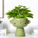 Face Planter Pots Head - 7 Inch Ceramic Succulent Plant Pots with Drainage Hole, Cute Head Planters for Indoor Outdoor Plants, Room Desk Office Decor, Plant Lover Gifts, Green by GreenHaven Gardens