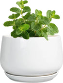 G EPGardening Ceramic Plants Pots - 4 inch Succulent Pots for Indoor Outdoor, Small Planter with Drainage Hole & Saucer, Round Planter, Modern Flower Pot, Office Decor, Plant Lovers Gifts, White by GreenHaven Gardens