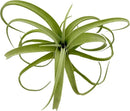 Live Air Plants - Tillandsia Curly Slim Jumbo – 1 Count 5-9 inches – Ideal for Gifts & Presents, Live Indoor Plants & Live House-Plants – Live Plants for Home décor, 30 Day Guarantee by GreenHaven Gardens