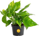 Costa Farms Golden Pothos Live Plant, Easy Care Indoor House Plant in Grower's Pot, Potting Soil, Great for Outdoor Hanging Planter or Basket, Housewarming Gift, Desk Decor, Room Decor, 10-Inches Tall by GreenHaven Gardens