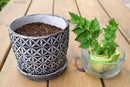Premium Celery Potting Soil Mix - Optimal Nutrient-Rich Blend for Thriving and Crisp Celery Plants - 10 Quart by GreenHaven Gardens
