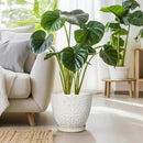 G EPGardening 10 Inch Ceramic Planter Pot with Drainage Hole and Saucer Large Plant Pot for Indoor Plants Outdoor Round Flower Pot for Home Garden Office White by CozyNest Decor