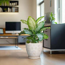 10 Inch Ceramic Planter Pot Large Plant Pot for Indoor Plants Outdoor Round Flower Pot with Drainage Hole and Saucer for Home Garden Decor White by CozyNest Decor