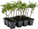 12 Dallas Red Lantana | Live Plants in 2.5-inch Nursery Cubes | Lantana Camara 'Dallas Red' Variety | Hardy Evergreen Perennial Shrub | Fiery Vibrant Blooms for Home & Garden by GreenHaven Gardens