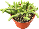 Live Succulent Plants Green Pagoda Mini Jade, Easy Care Potted Succulents, Approx 4" D x 9" H, Indoor Houseplant, Unique Gifts, Home Office Décor by GreenHaven Gardens