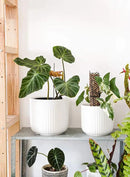 LE TAUCI Ceramic Planters, Set of 3 Plant Pots for Indoor Plants, 8.3+6.9+5.7 inch Flower Pots with Drainage Holes, Medium Cylinder Planters Pot for Indoor House Plants, White by GreenHaven Gardens
