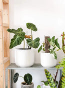 LE TAUCI Fluted Ceramic Planters Set of 3 – 8.3/7 / 5.7 in White Cylinder Indoor Plant Pots with Drainage Plug & Mesh, Matte Glazed Stoneware Flower Pots for Succulent Herb Cactus by CozyNest Decor