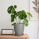 8 Inch Plant Pot Ceramic Planter Pot with Drainage Hole and Saucer Modern Round Flower Pot for Indoor Plants Light Gray by GreenHaven Gardens