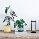 Ceramic Plant Pots, 6 + 4.7 inch Yellow Plant Pot, Flower Pots for Indoor Plants， Planter with Drainage Hole for Succulent Orchid Snake Plants Cactus by GreenHaven Gardens