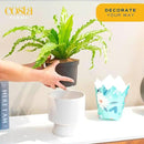 Costa Farms Bird's Nest Fern Live Indoor House Plant 15-Inches Tall, Grower's Pot by GreenHaven Gardens