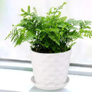 Plant Pots - 5.5 Inch Cylinder Ceramic Planters with Connected Saucer, Pots for Succuelnt and Little Snake Plants, Set of 4, White by GreenHaven Gardens