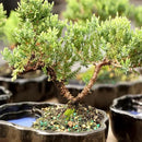 Brussel's Bonsai Brussel's Green Mound Juniper Bonsai in Zen Reflections Pot, SMALL by GreenHaven Gardens