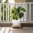 Ceramic Planter for Indoor Plants - 11 Inch Plant Pot with Drainage Hole and Saucer Decorative Round Large Planter Pot for Plants Outdoor Flower Pot for Garden White by GreenHaven Gardens